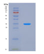 SDS-PAGE analysis of Human RSU1 (Ras Suppressor Protein 1) - Recombinant Protein, showing >95% purity under 15% SDS-PAGE (Reduced)