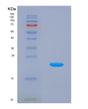SDS-PAGE analysis of Human SHH (Sonic Hedgehog Protein) - Recombinant Protein, showing >85% purity under 15% SDS-PAGE (Reduced)