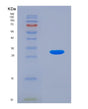SDS-PAGE analysis of Human RGN (Regucalcin) - Recombinant Protein, showing >90% purity under 15% SDS-PAGE (Reduced)