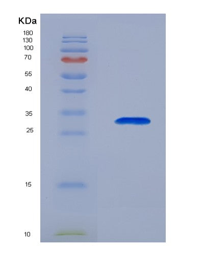 SDS-PAGE analysis of Human TCEA2 (Transcription Elongation Factor A Protein 2) - Recombinant Protein, showing >90% purity under 15% SDS-PAGE (Reduced)