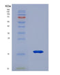 SDS-PAGE analysis of Human HMGN3 (High Mobility Group Nucleosome-Binding Domain-Containing Protein 3) - Recombinant Protein, showing >95% purity under 15% SDS-PAGE (Reduced)