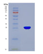 SDS-PAGE analysis of Human TPSAB1 (Tryptase Alpha/Beta-1) - Recombinant Protein, showing >90% purity under 15% SDS-PAGE (Reduced)
