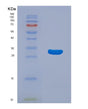 SDS-PAGE analysis of Human MAPRE1 (Microtubule-Associated Protein Rp/Eb Family Member 1) - Recombinant Protein, showing >95% purity under 15% SDS-PAGE (Reduced)