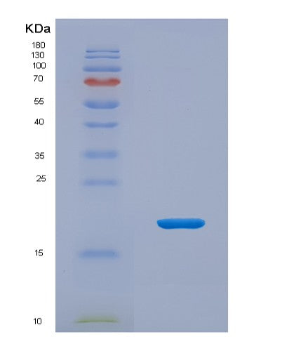 SDS-PAGE analysis of Human MOG (Myelin-Oligodendrocyte Glycoprotein) - Recombinant Protein, showing >95% purity under 15% SDS-PAGE (Reduced)