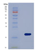 SDS-PAGE analysis of Human FSCN1 (Fascin) - Recombinant Protein, showing >90% purity under 15% SDS-PAGE (Reduced)