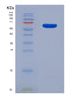 SDS-PAGE analysis of Human GRIN2A (Glutamate Receptor Ionotropic, Nmda 2A) - Recombinant Protein, showing >90% purity under 15% SDS-PAGE (Reduced)