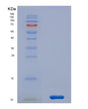 SDS-PAGE analysis of Human CCL15 (C-C Motif Chemokine 15) - Recombinant Protein, showing >90% purity under 15% SDS-PAGE (Reduced)