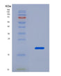 SDS-PAGE analysis of Human H2BC21 (Histone H2B Type 2-E) - Recombinant Protein, showing >85% purity under 15% SDS-PAGE (Reduced)
