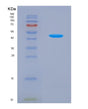 SDS-PAGE analysis of Human UPP1 (Uridine Phosphorylase 1) - Recombinant Protein, showing >85% purity under 15% SDS-PAGE (Reduced)