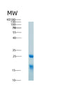 SDS-PAGE analysis of Human HMGB1 (High Mobility Group Protein B1) - Recombinant Protein, showing >95% purity under 15% SDS-PAGE (Reduced)