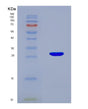 SDS-PAGE analysis of Human Synaptosomal Associated 25kDa (SNAP25) - Recombinant Protein, showing >90% purity under 15% SDS-PAGE (Reduced)