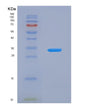 SDS-PAGE analysis of Human SMUG1 (Single-Strand Selective Monofunctional Uracil Dna Glycosylase) - Recombinant Protein, showing >95% purity under 15% SDS-PAGE (Reduced)