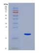 SDS-PAGE analysis of Human RNLS (Renalase) - Recombinant Protein, showing >85% purity under 15% SDS-PAGE (Reduced)