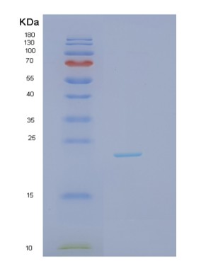 SDS-PAGE analysis of Human IL1A (Interleukin-1 Alpha) - Recombinant Protein, showing >90% purity under 15% SDS-PAGE (Reduced)