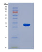 SDS-PAGE analysis of Human USP1 (Ubiquitin Carboxyl-Terminal Hydrolase 1) - Recombinant Protein, showing >90% purity under 15% SDS-PAGE (Reduced)