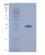 SDS-PAGE analysis of Mouse Bcl2l1 (Bcl-2-Like Protein 1) - Recombinant Protein, showing >85% purity under 15% SDS-PAGE (Reduced)