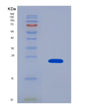 SDS-PAGE analysis of Human LAIR1 (Leukocyte-Associated Immunoglobulin-Like Receptor 1) - Recombinant Protein, showing >90% purity under 15% SDS-PAGE (Reduced)
