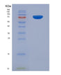 SDS-PAGE analysis of Human ETFDH (Electron Transfer Flavoprotein-Ubiquinone Oxidoreductase, Mitochondrial) - Recombinant Protein, showing >90% purity under 15% SDS-PAGE (Reduced)