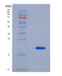 SDS-PAGE analysis of Human TNNT3 (Troponin T, Fast Skeletal Muscle) - Recombinant Protein, showing >90% purity under 15% SDS-PAGE (Reduced)