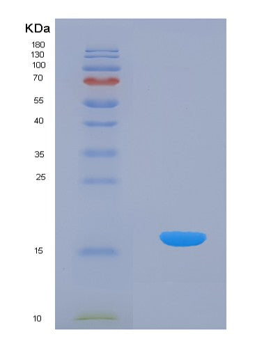 SDS-PAGE analysis of Human Heat Shock 10kDa 1 (HSP10) - Recombinant Protein, showing >85% purity under 15% SDS-PAGE (Reduced)