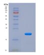 SDS-PAGE analysis of Human APOA5 (Apolipoprotein A-V) - Recombinant Protein, showing >95% purity under 15% SDS-PAGE (Reduced)