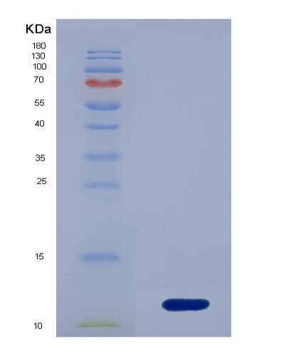 SDS-PAGE analysis of Mouse Cxcl3 (C-X-C Motif Chemokine 3) - Recombinant Protein, showing >85% purity under 15% SDS-PAGE (Reduced)