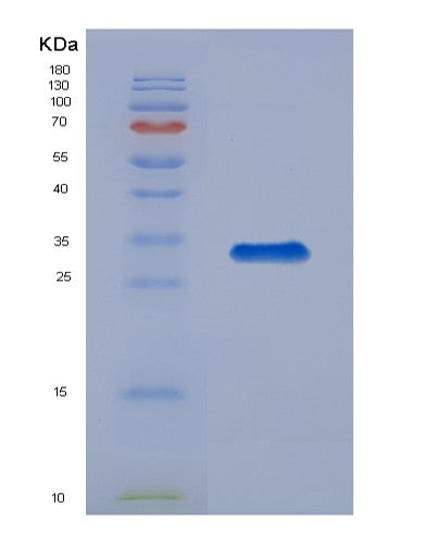 SDS-PAGE analysis of Human COPS6 (Cop9 Signalosome Complex Subunit 6) - Recombinant Protein, showing >90% purity under 15% SDS-PAGE (Reduced)