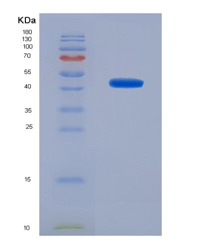 SDS-PAGE analysis of Human H2AC25 (Histone H2A Type 3) - Recombinant Protein, showing >90% purity under 15% SDS-PAGE (Reduced)