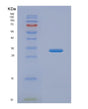 SDS-PAGE analysis of Human TP53 (Cellular Tumor Antigen P53) - Recombinant Protein, showing >90% purity under 15% SDS-PAGE (Reduced)