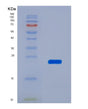 SDS-PAGE analysis of Human AFM (Afamin) - Recombinant Protein, showing >90% purity under 15% SDS-PAGE (Reduced)