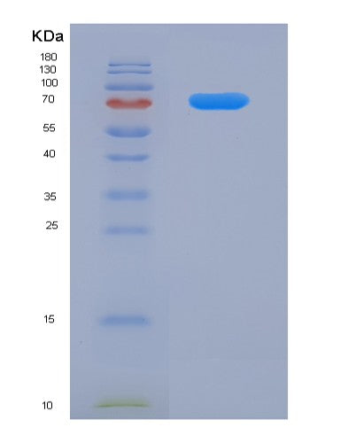 SDS-PAGE analysis of Human MAVS (Mitochondrial Antiviral-Signaling Protein) - Recombinant Protein, showing >85% purity under 15% SDS-PAGE (Reduced)