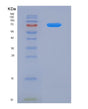 SDS-PAGE analysis of Human MAVS (Mitochondrial Antiviral-Signaling Protein) - Recombinant Protein, showing >85% purity under 15% SDS-PAGE (Reduced)