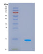 SDS-PAGE analysis of Human VTCN1 (V-Set Domain-Containing T-Cell Activation Inhibitor 1) - Recombinant Protein, showing >85% purity under 15% SDS-PAGE (Reduced)