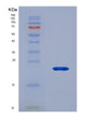SDS-PAGE analysis of Human PDPN (Podoplanin) - Recombinant Protein, showing >95% purity under 15% SDS-PAGE (Reduced)