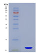SDS-PAGE analysis of Human SERPINA12 (Serpin A12) - Recombinant Protein, showing >90% purity under 15% SDS-PAGE (Reduced)