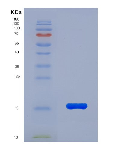 SDS-PAGE analysis of Mouse Gdf15 (Growth/Differentiation Factor 15) - Recombinant Protein, showing >85% purity under 15% SDS-PAGE (Reduced)
