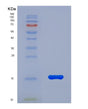 SDS-PAGE analysis of Mouse Gdf15 (Growth/Differentiation Factor 15) - Recombinant Protein, showing >85% purity under 15% SDS-PAGE (Reduced)