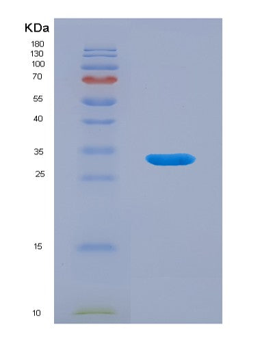SDS-PAGE analysis of Human TMEFF1 (Tomoregulin-1) - Recombinant Protein, showing >90% purity under 15% SDS-PAGE (Reduced)
