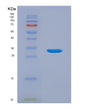 SDS-PAGE analysis of Human TMEFF1 (Tomoregulin-1) - Recombinant Protein, showing >90% purity under 15% SDS-PAGE (Reduced)