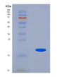 SDS-PAGE analysis of Human PFN4 (Profilin-4) - Recombinant Protein, showing >90% purity under 15% SDS-PAGE (Reduced)