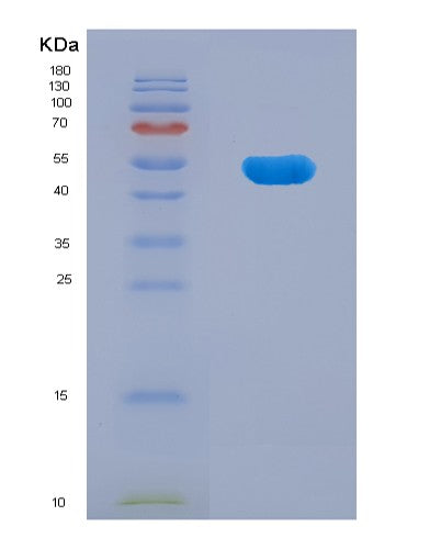 SDS-PAGE analysis of Human TNNT2 (Troponin T, Cardiac Muscle) - Recombinant Protein, showing >90% purity under 15% SDS-PAGE (Reduced)