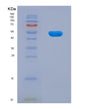 SDS-PAGE analysis of Human TNNT2 (Troponin T, Cardiac Muscle) - Recombinant Protein, showing >90% purity under 15% SDS-PAGE (Reduced)