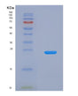 SDS-PAGE analysis of Human HAVCR2 (Hepatitis A Virus Cellular Receptor 2) - Recombinant Protein, showing >90% purity under 15% SDS-PAGE (Reduced)