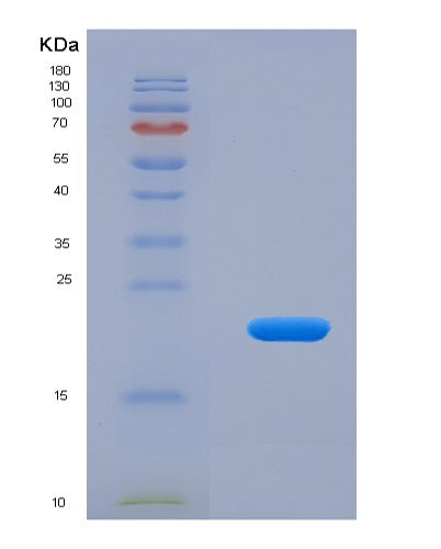 SDS-PAGE analysis of Mouse Cryaa (Alpha-Crystallin A Chain) - Recombinant Protein, showing >90% purity under 15% SDS-PAGE (Reduced)