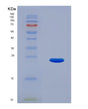 SDS-PAGE analysis of Mouse Crygs (Gamma-Crystallin S) - Recombinant Protein, showing >90% purity under 15% SDS-PAGE (Reduced)