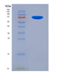 SDS-PAGE analysis of Human USP9X (Ubiquitin Carboxyl-Terminal Hydrolase 9X) - Recombinant Protein, showing >90% purity under 15% SDS-PAGE (Reduced)