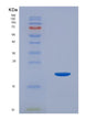 SDS-PAGE analysis of Human IL1F10 (Interleukin-1 Family Member 10) - Recombinant Protein, showing >95% purity under 15% SDS-PAGE (Reduced)