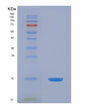 SDS-PAGE analysis of Human S100Z (Protein S100-Z) - Recombinant Protein, showing >90% purity under 15% SDS-PAGE (Reduced)