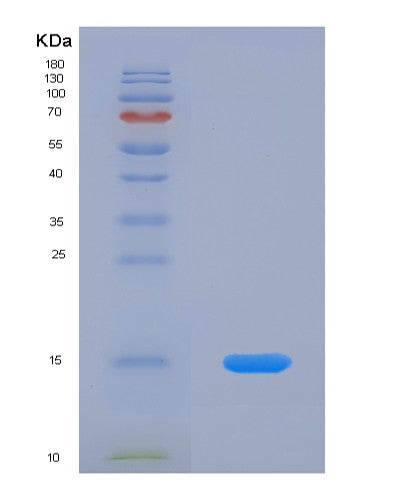 SDS-PAGE analysis of Human HSPH1 (Heat Shock Protein 105 Kda) - Recombinant Protein, showing >90% purity under 15% SDS-PAGE (Reduced)
