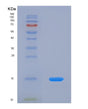 SDS-PAGE analysis of Human HSPH1 (Heat Shock Protein 105 Kda) - Recombinant Protein, showing >90% purity under 15% SDS-PAGE (Reduced)